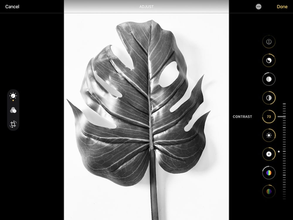 increasing contrast of photo of tropical leaf