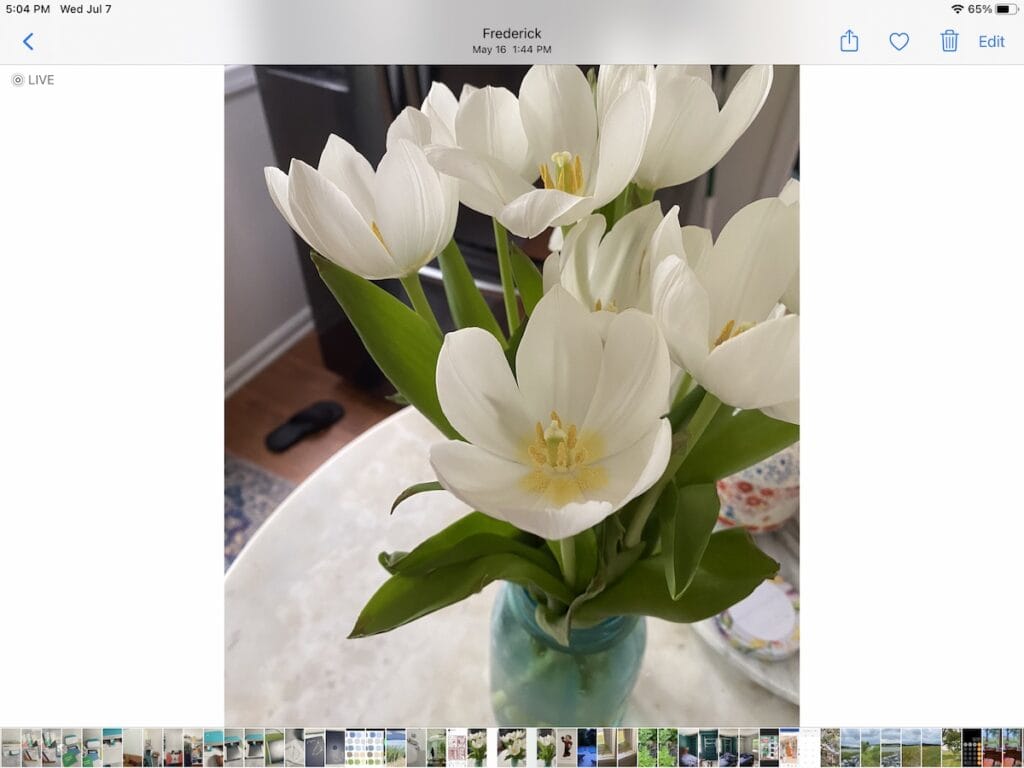 photo of white tulips in mason jar