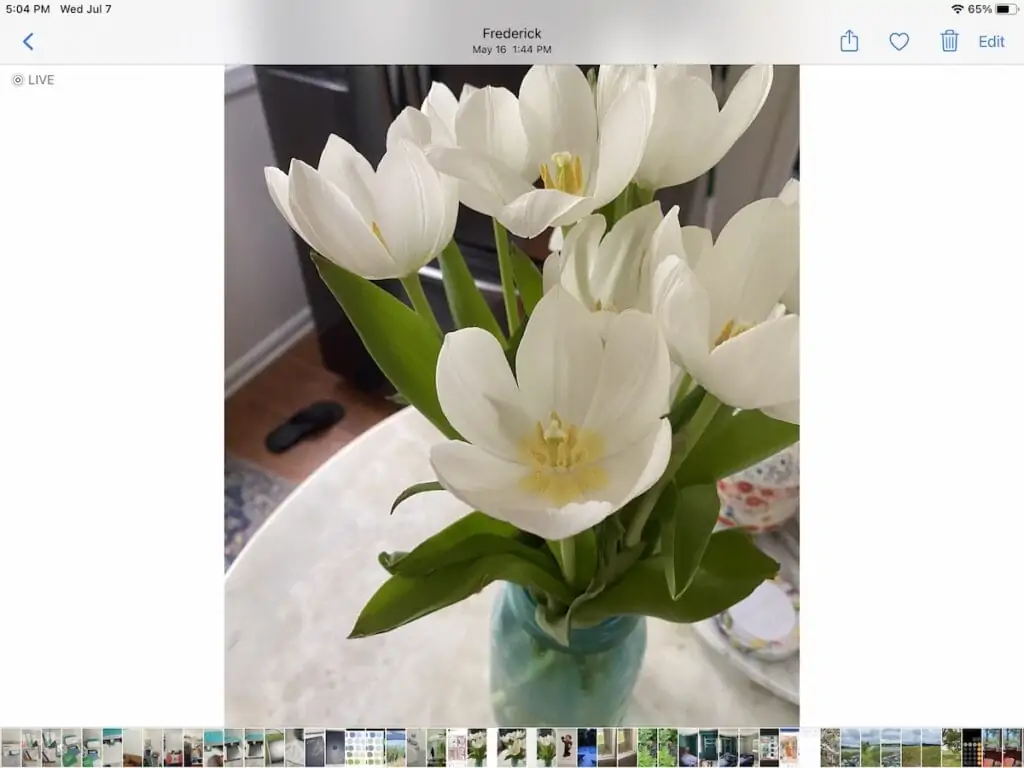 photo of white tulips in mason jar