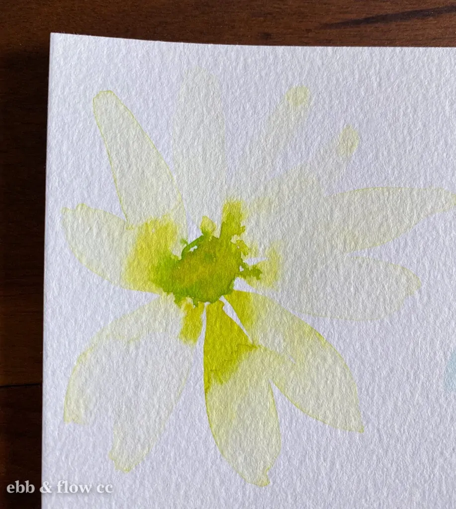 watercolor daisy