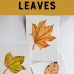 Fall leaves painted in watercolor