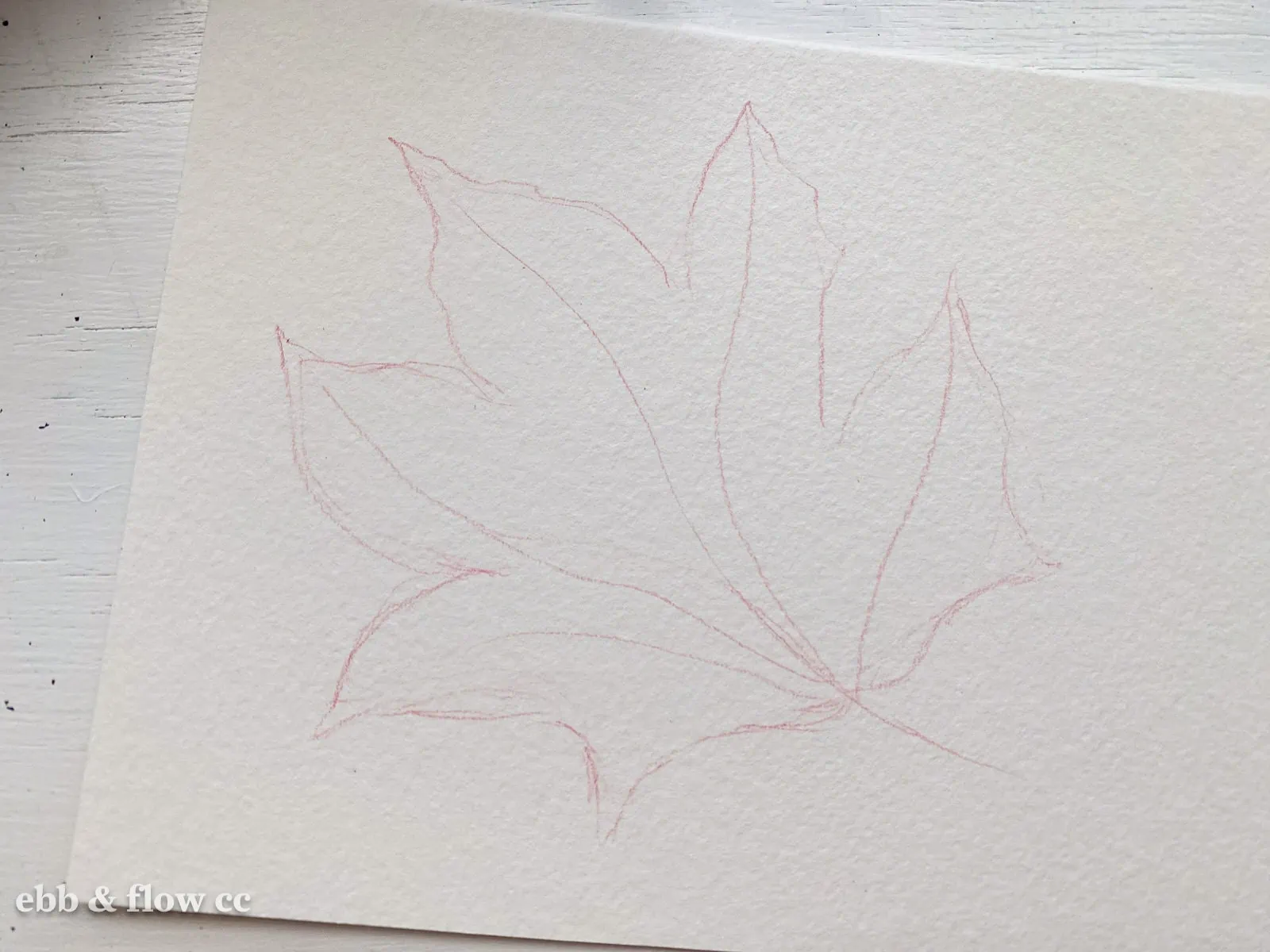 sketch of maple leaf